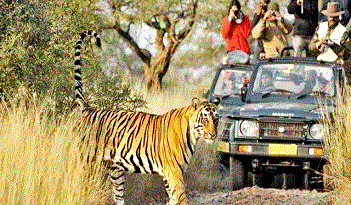 Ranthambore Day Tour